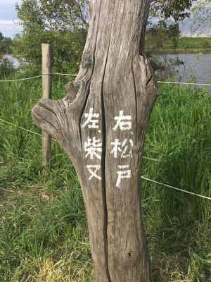 松戸側の矢切の渡し