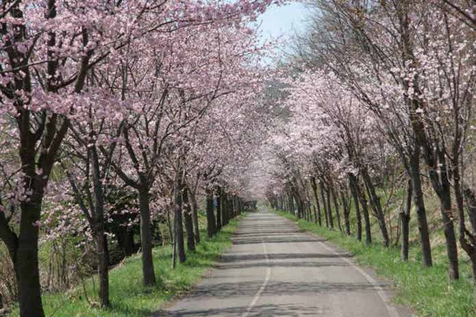 歌志内サイクリングロードの桜並木