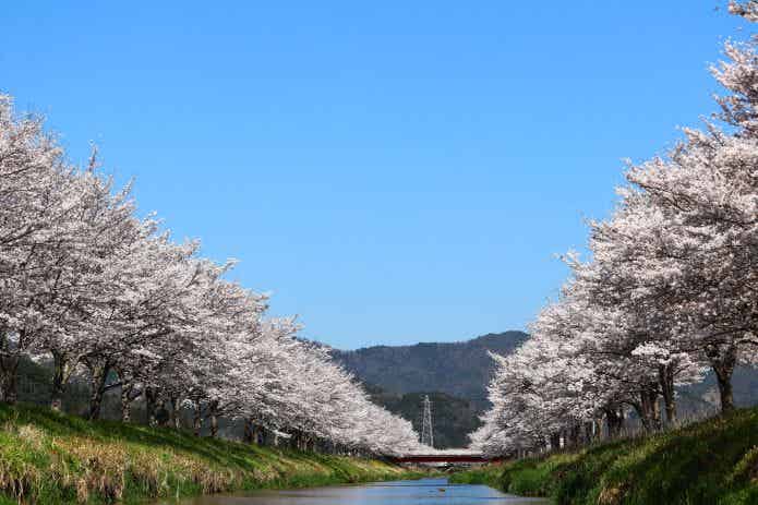 鳥羽川サイクリングロード 桜