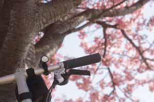 ブロンプトンと河津桜