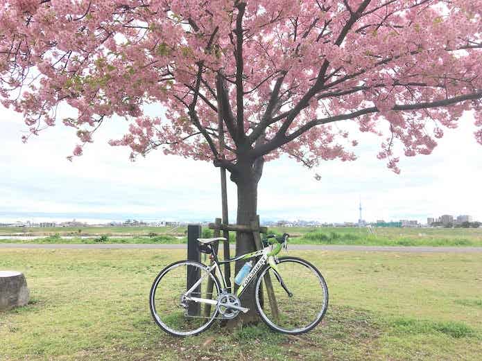 江戸川 桜 ロードバイク