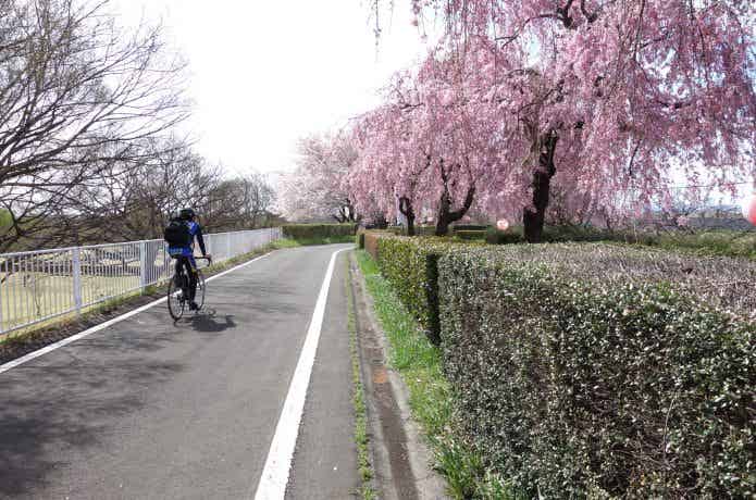 利根川自転車線　サイクリング　桜
