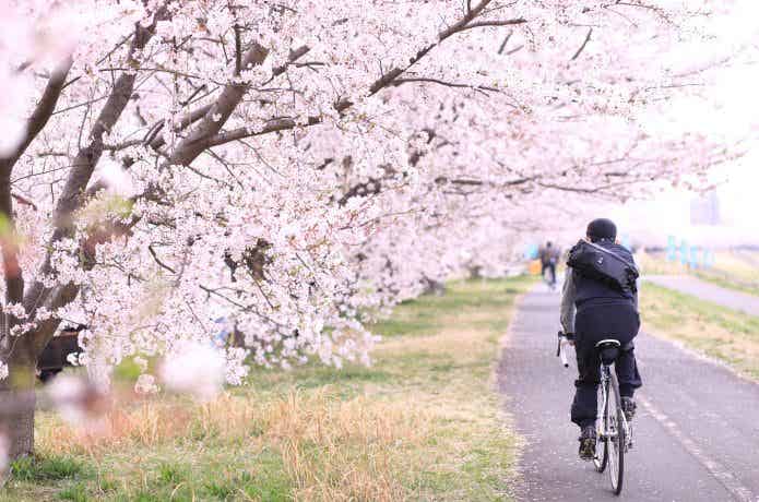 多摩川サイクリングロード　桜