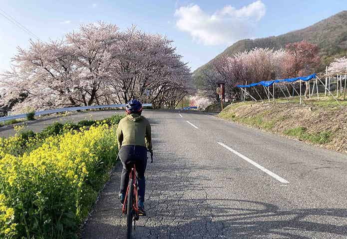 桜を見ながらサイクリングするライダー
