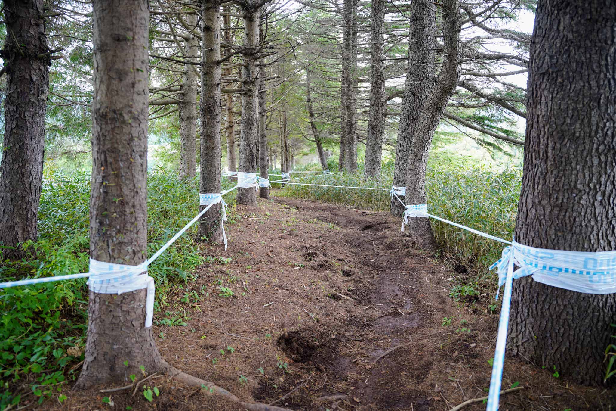 中級:NollieWoods(ノーリーウッズ)