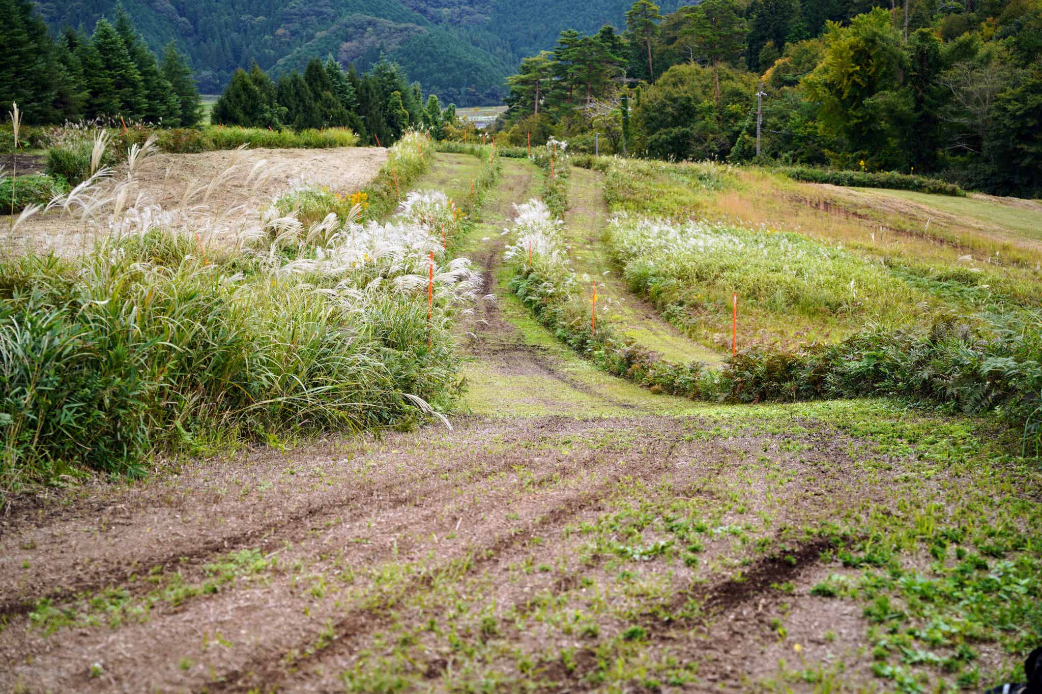 中級:MINT(ミント)