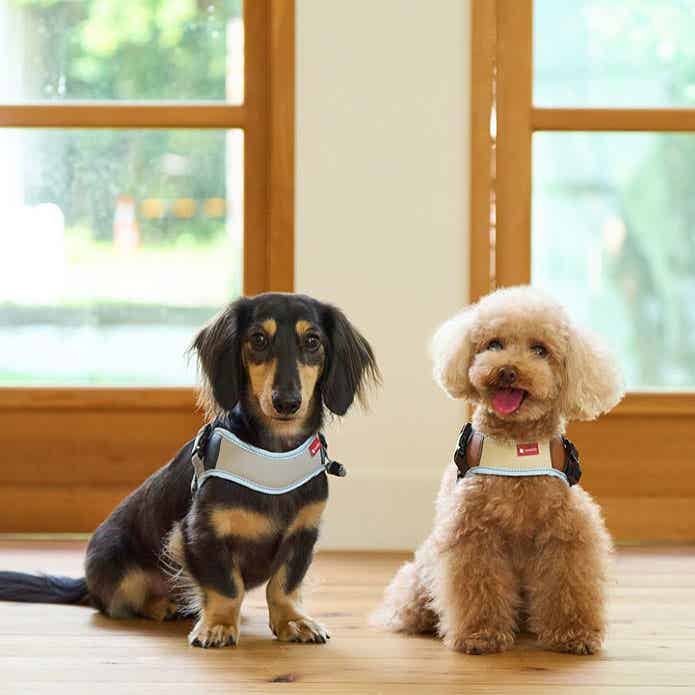 イージーフィットハーネスを着けた犬