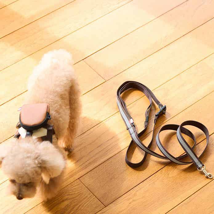 2WAYリードと犬