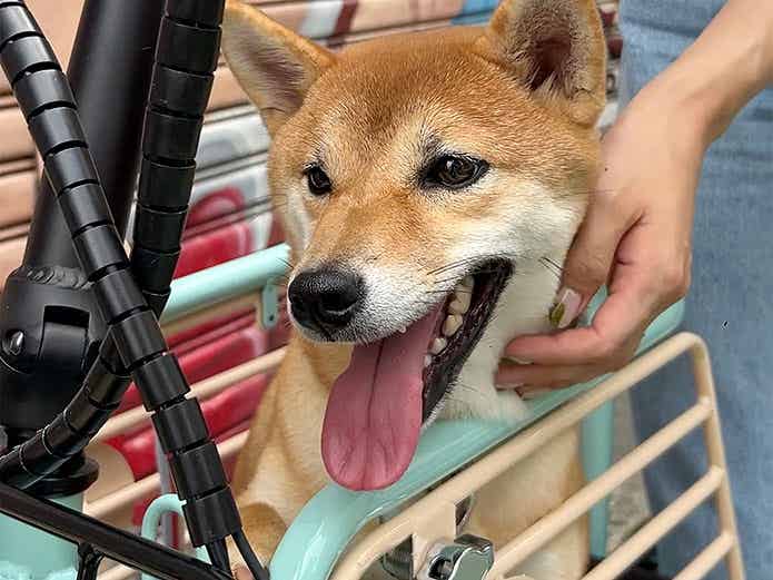 with one.のキャビンに乗る犬