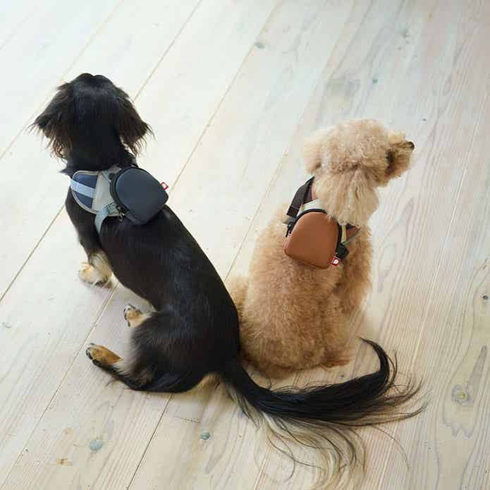 ミニリュック付ハーネスを着けた犬