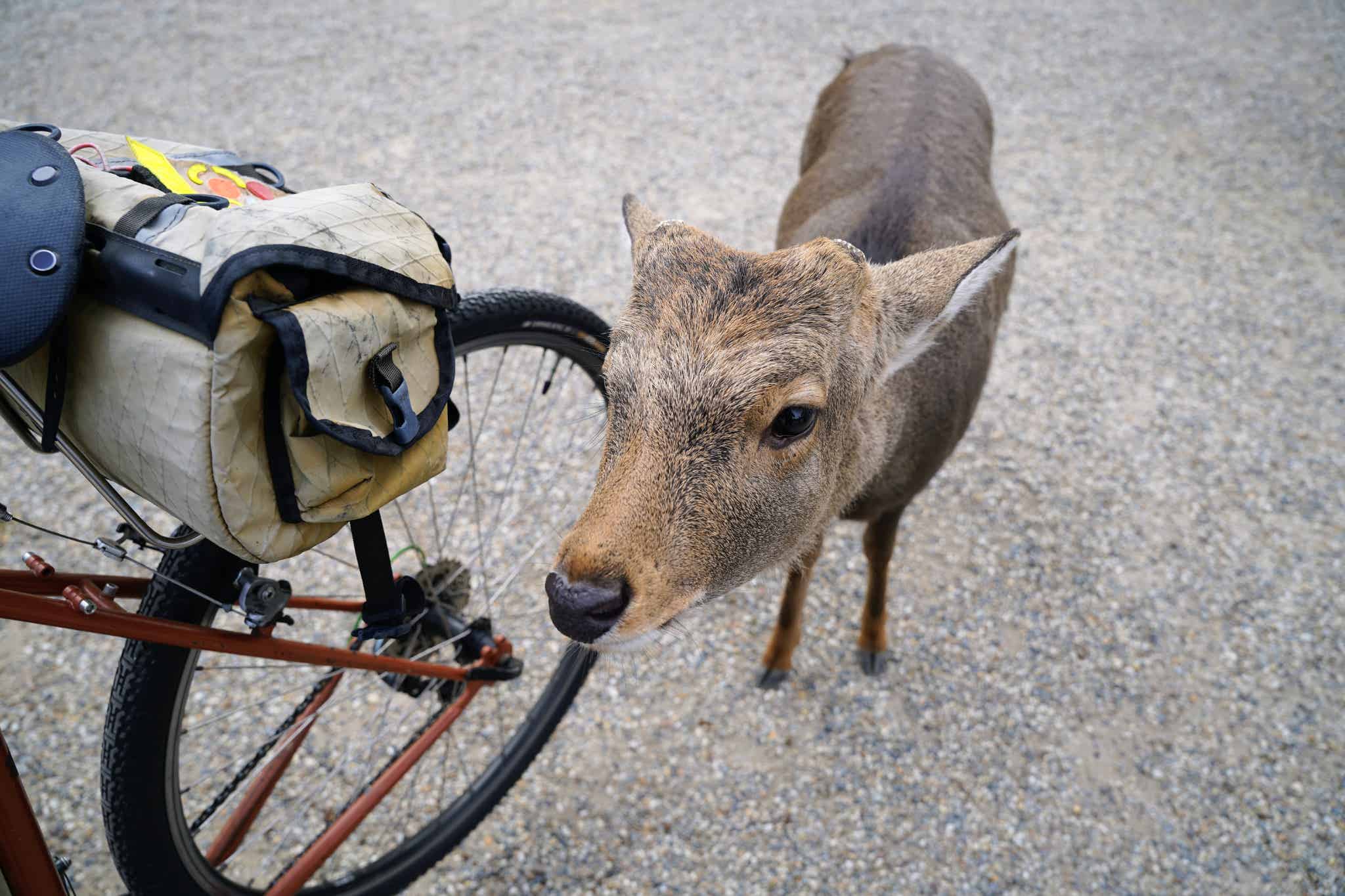 自転車と鹿