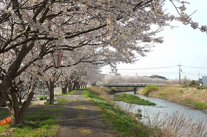 法勝寺川土手の桜並木