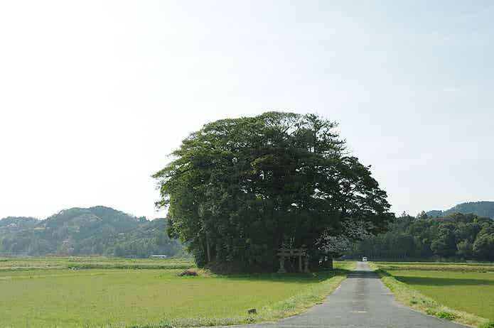 客神社(通称:ブロッコリー神社)