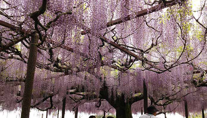 大山町の藤の名所「住雲寺」
