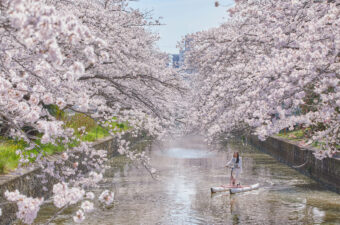 【水のうえを自転車で花見！？】星野リゾートが開催するお花見ツアーが見逃せない