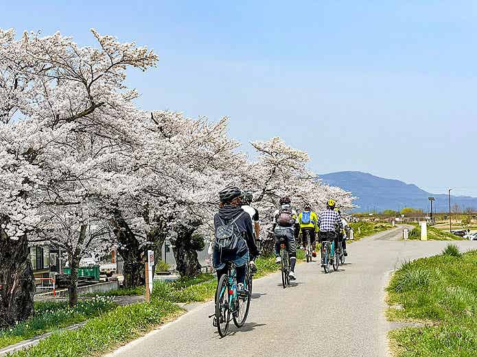 桜を見ながらのサイクリングツアー