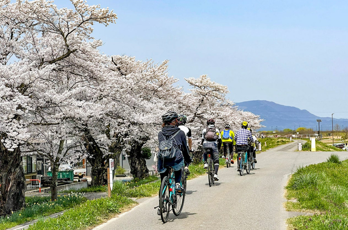 【山形・置賜】桜の名所を自転車でのんびり巡るツアーが4月開催。レンタサイクル付きで手ぶら参加もOK
