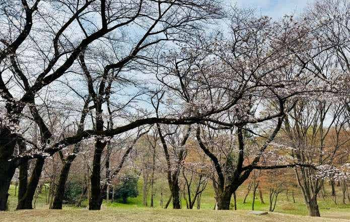 サイクリングコースから見る桜