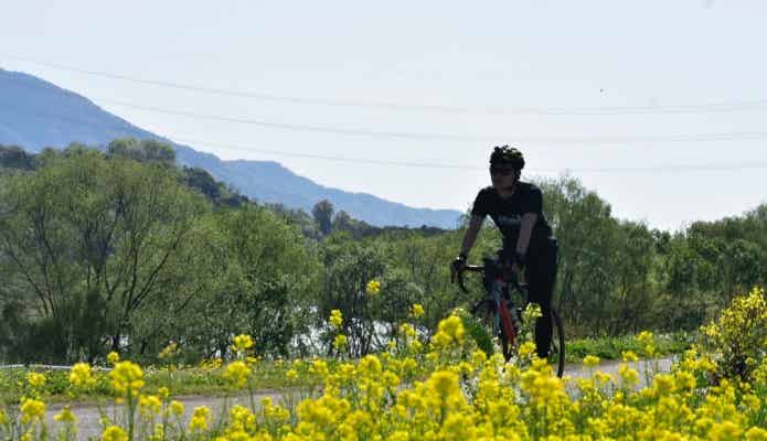 菜の花を見ながらロードバイクに乗る男性