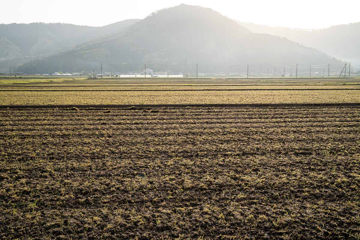 朝日に照らされる畑