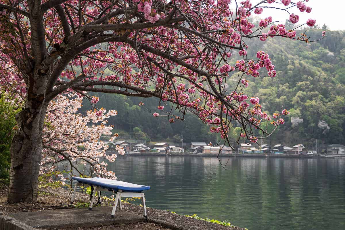 牡丹桜と菅浦の湖岸集落の街並み