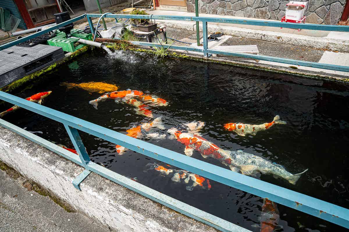 水槽で泳ぐ鯉
