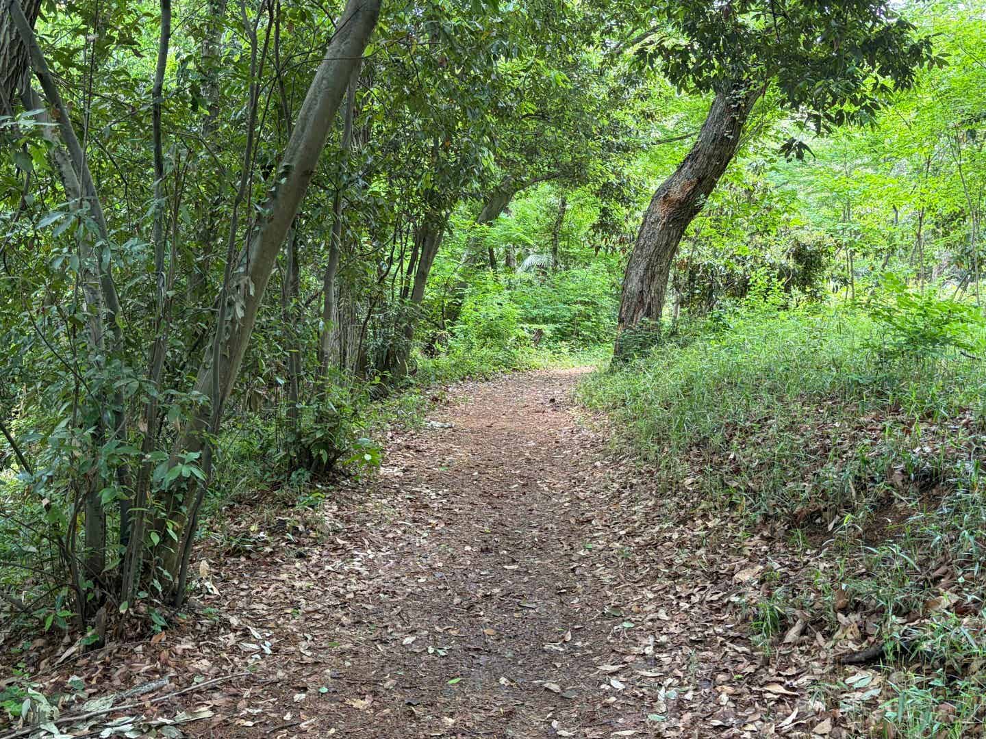 所沢市水天宮の脇道