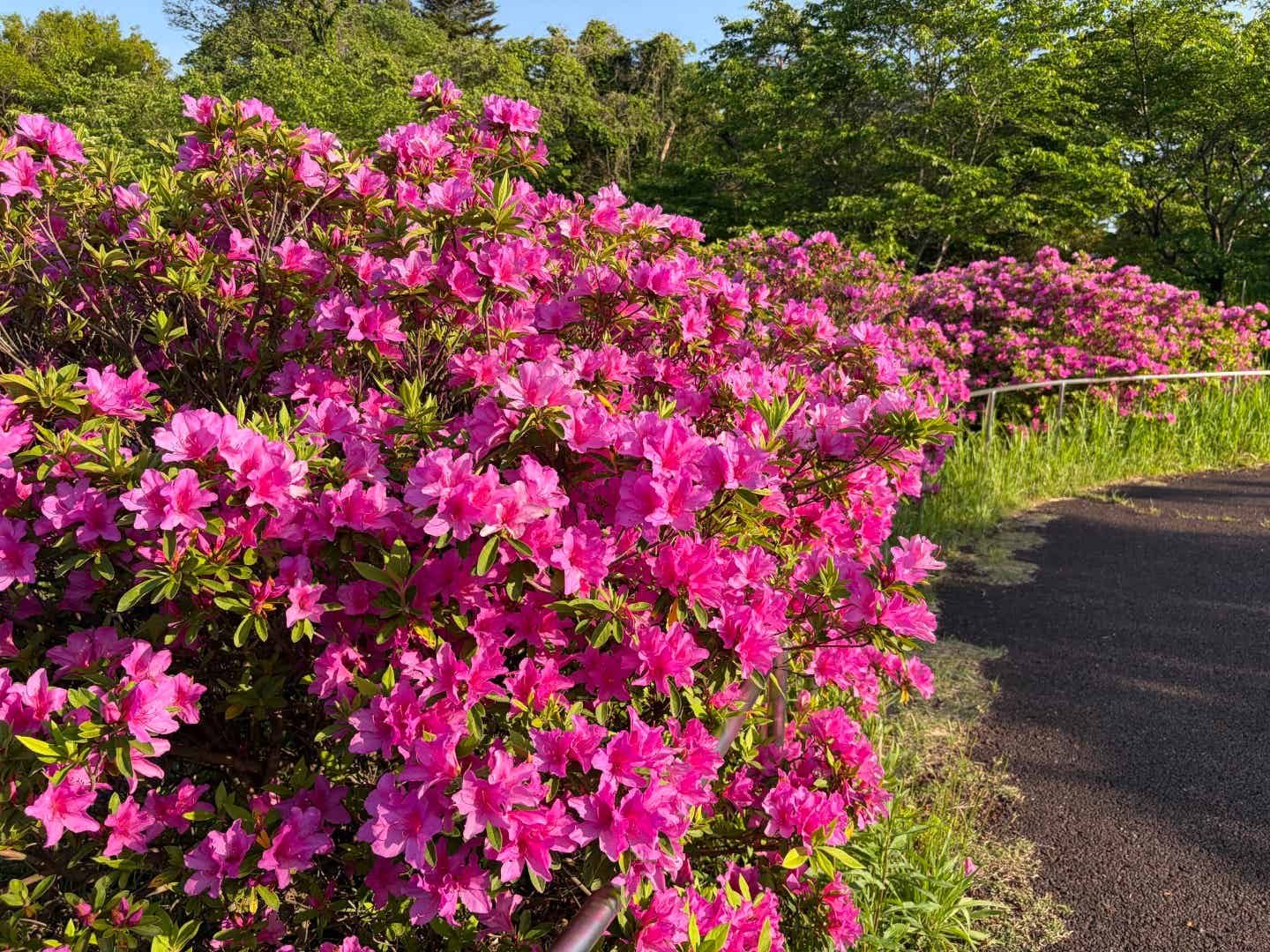 狭山湖のつつじ