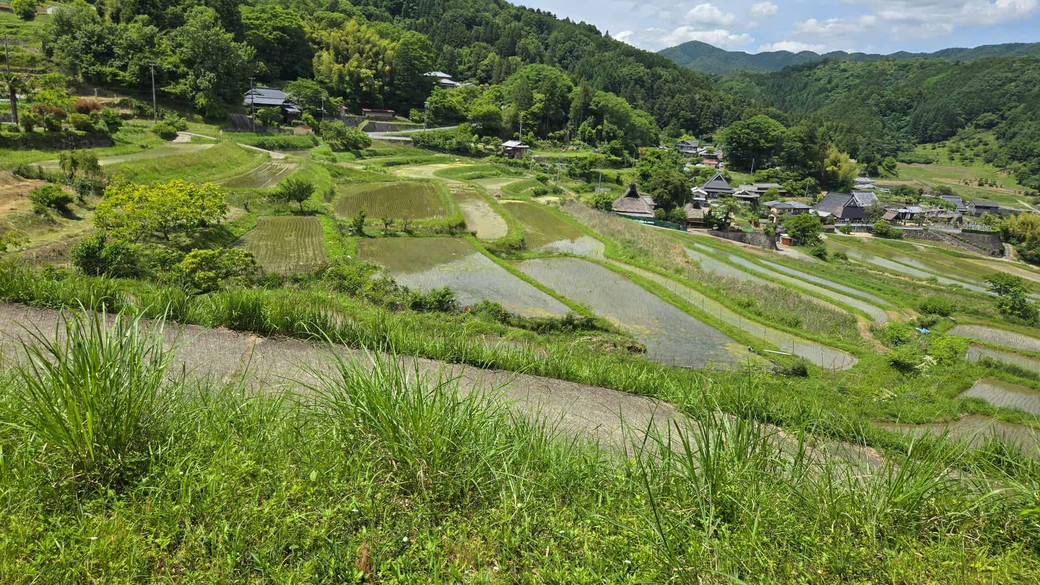 棚田