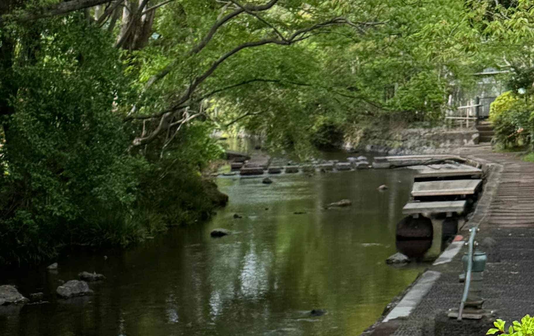 源兵衛川木道