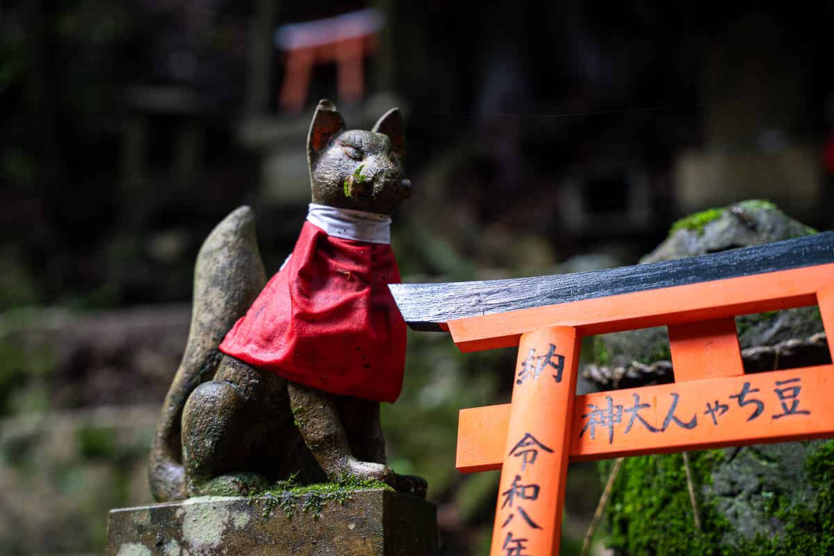 狐
