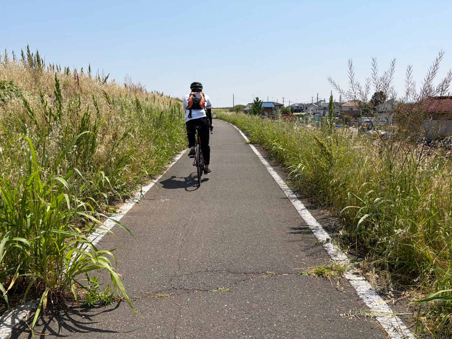 入間川サイクリングロードの雑草