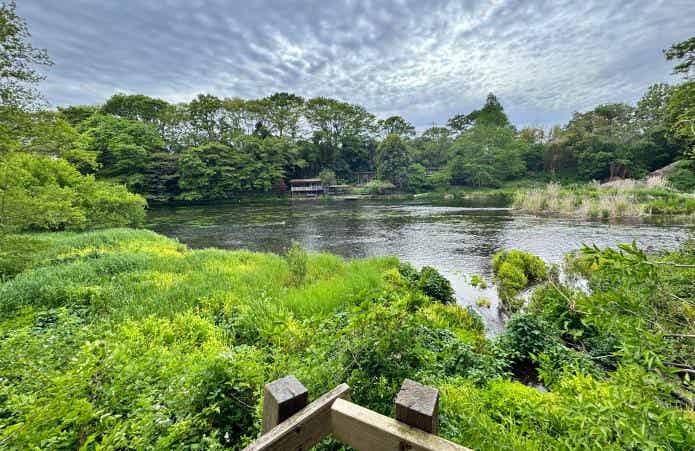 柿田川公園木製八ツ橋からの眺め