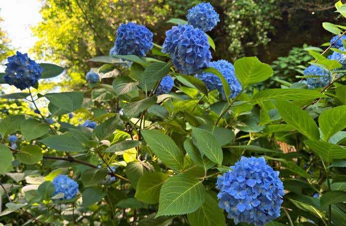 明月院ブルーの紫陽花