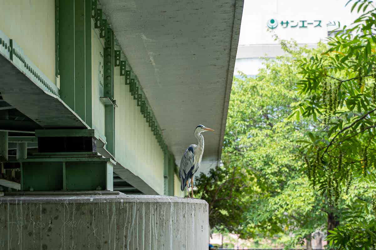 アオサギ