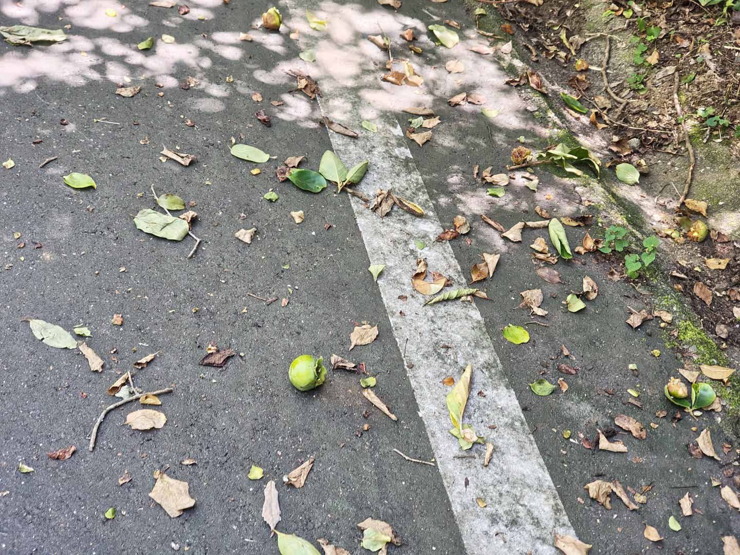 森林公園サイクリングコースの落ち葉と枝
