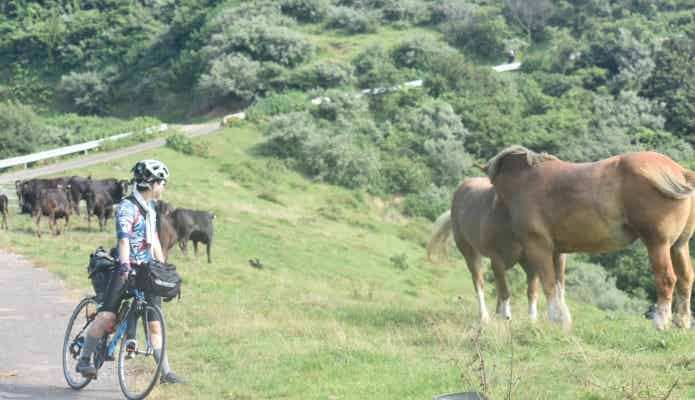 自転車と野生の馬