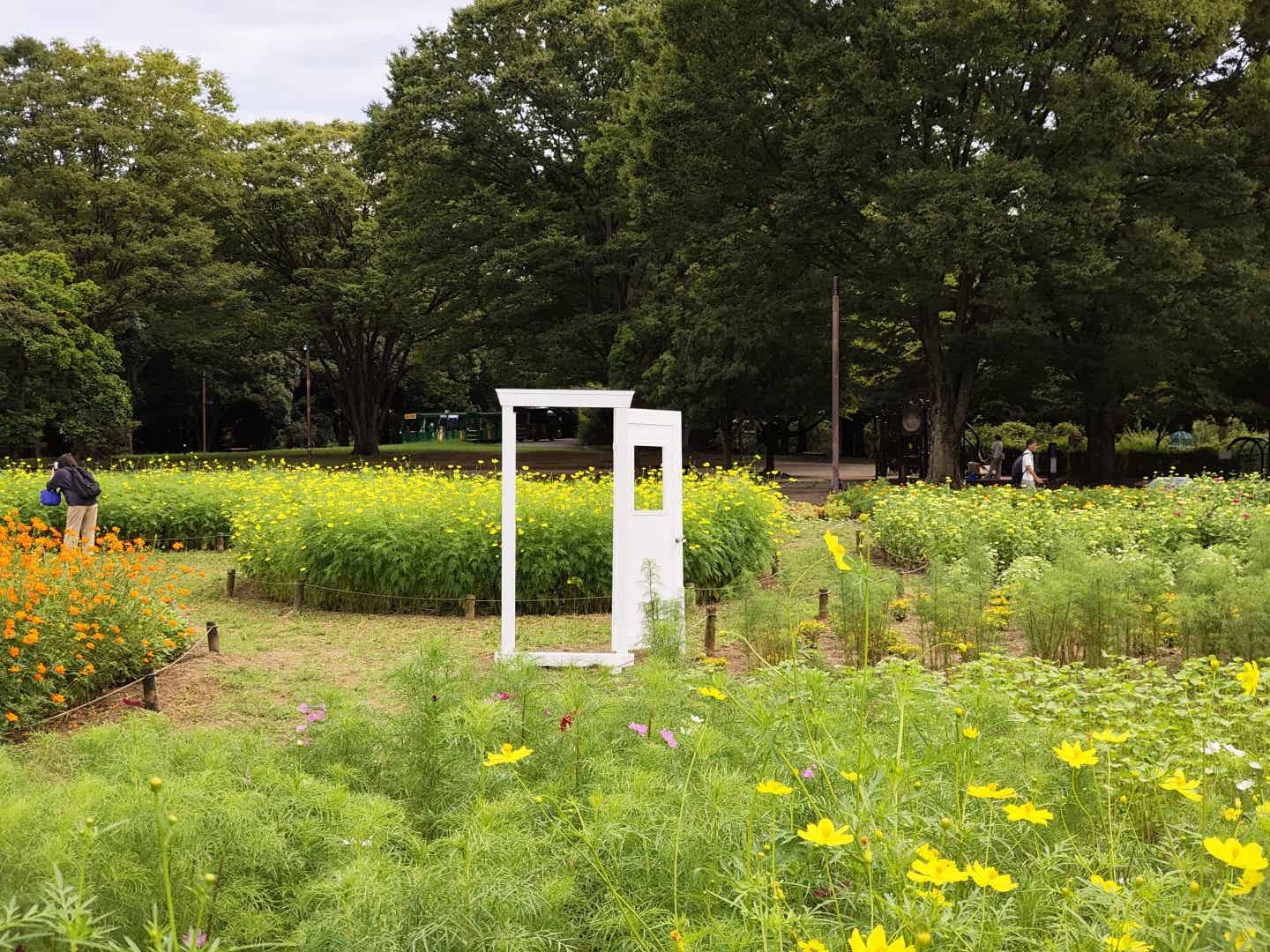 みんなの原っぱの花畑