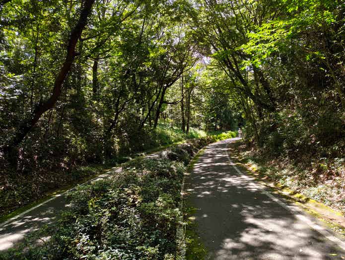森林公園の一方通行のサイクリングコース