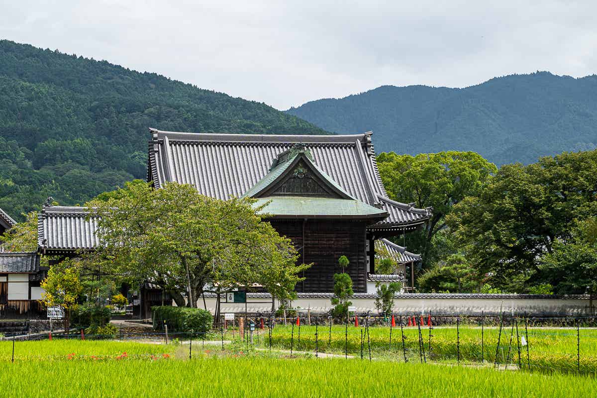 緑の田んぼの向こうに見える橘寺の本堂