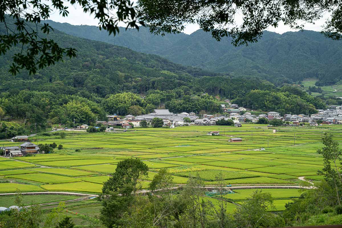 甘樫丘展望台から見下ろす明日香村の田園風景