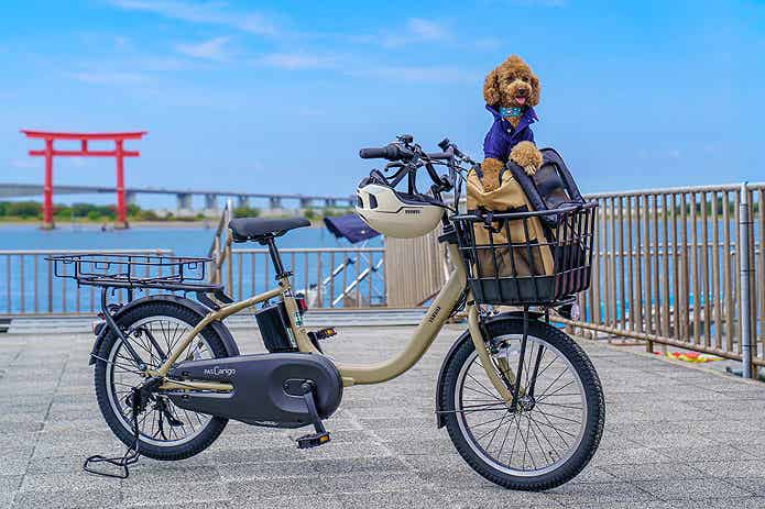 自転車の前カゴに乗る犬