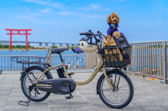 浜名湖で「わんこと乗れるレンタサイクル」が10月スタート！愛犬と湖畔観光を楽しめます