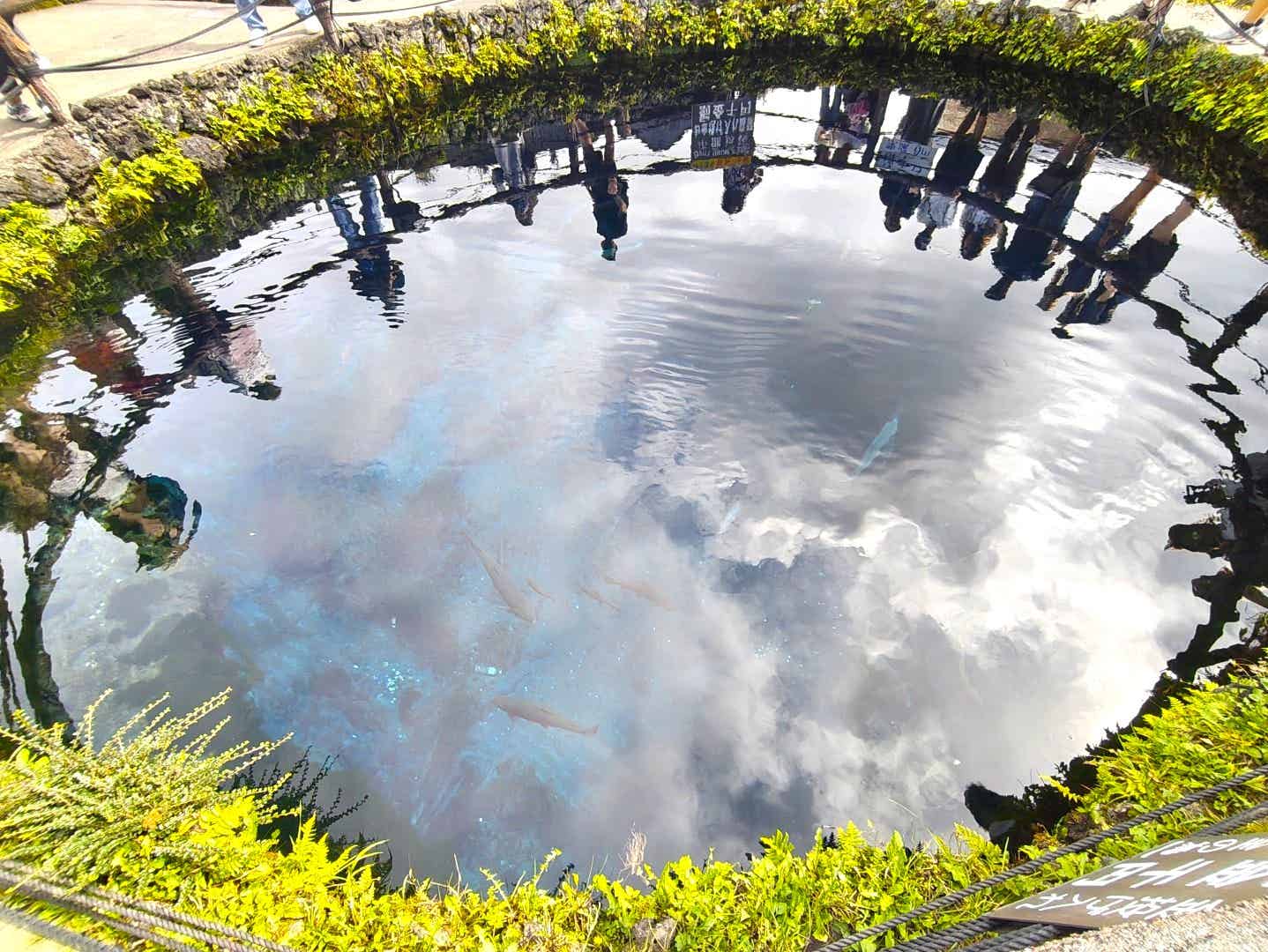 忍野八海の湧き水