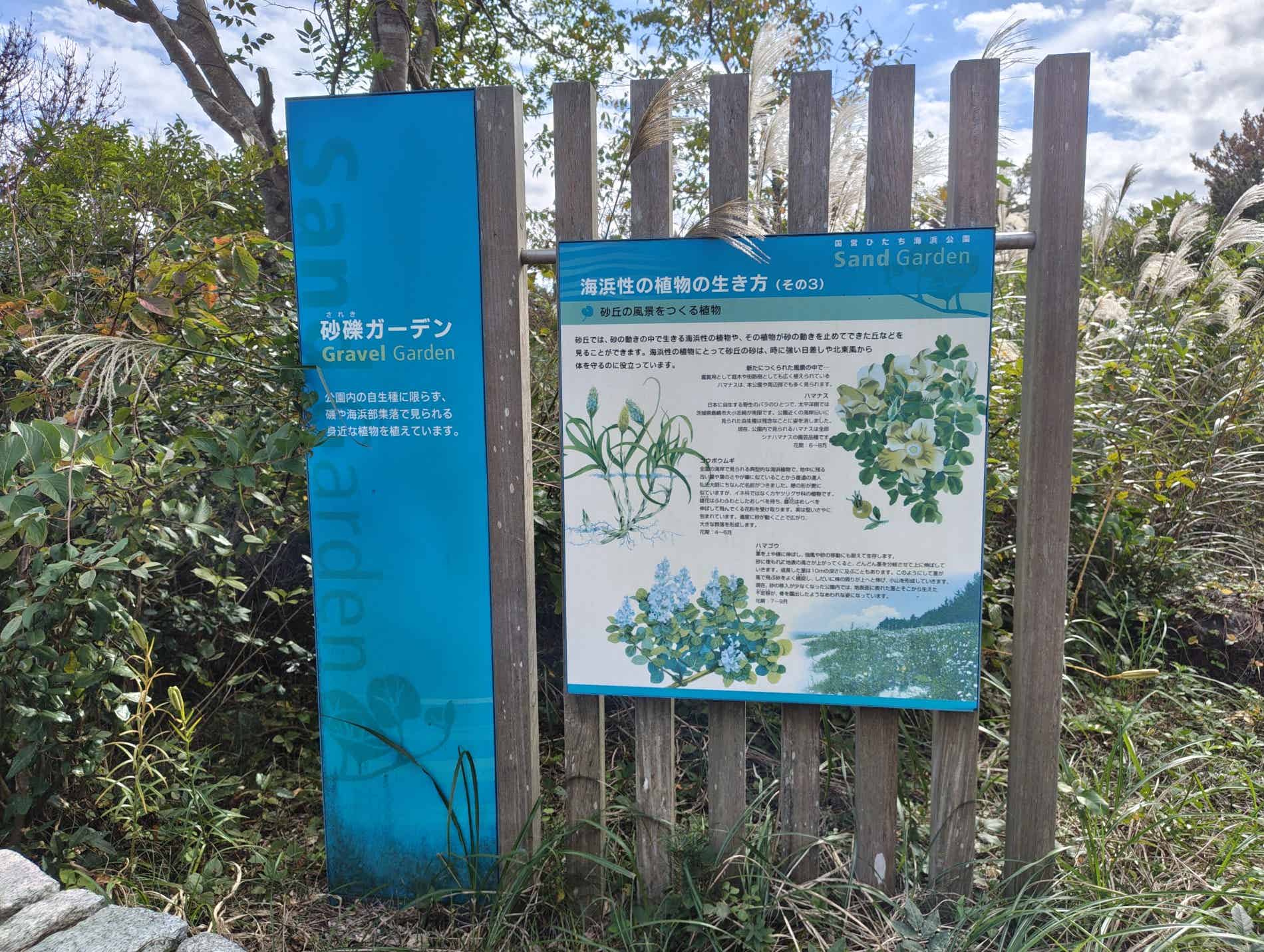 砂丘エリアの砂礫ガーデン