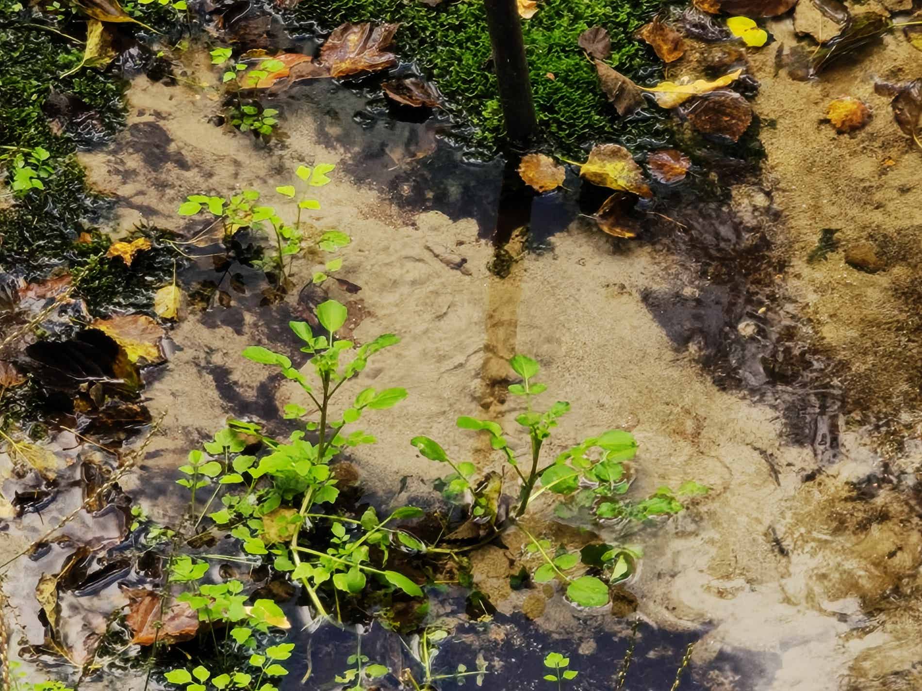 沢田湧水地