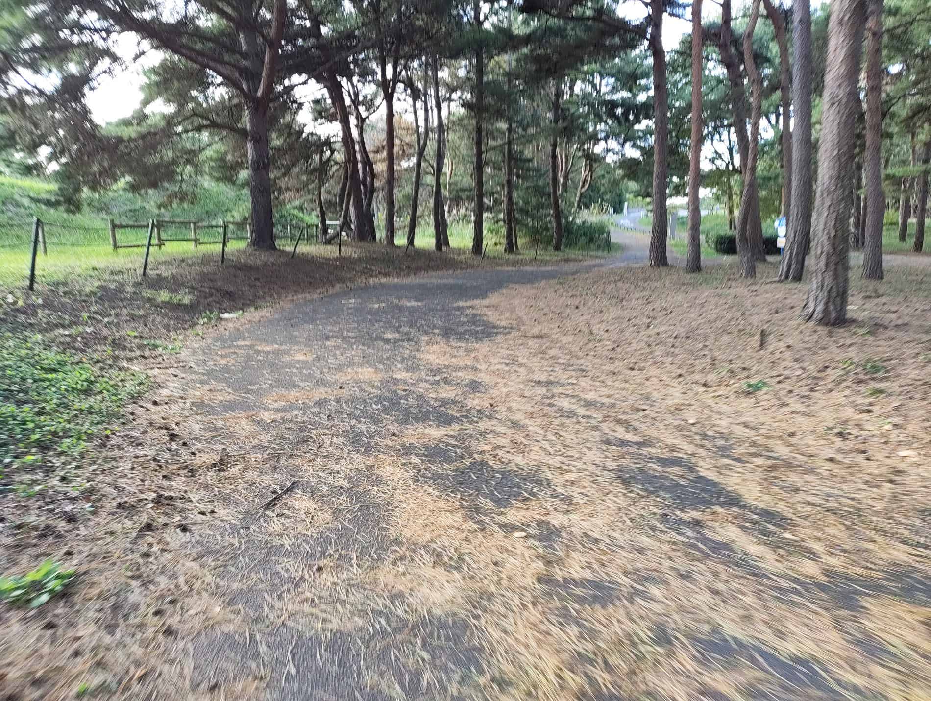 松の葉が積もったサイクリングコースの路面